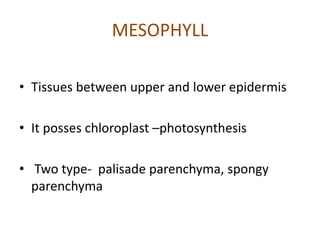MESOPHYLL
• Tissues between upper and lower epidermis
• It posses chloroplast –photosynthesis
• Two type- palisade parenchyma, spongy
parenchyma
 