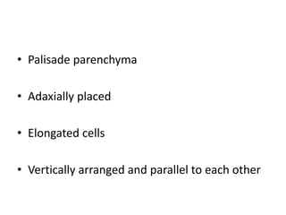 • Palisade parenchyma
• Adaxially placed
• Elongated cells
• Vertically arranged and parallel to each other
 