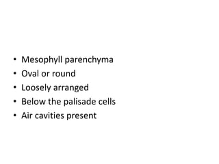 • Mesophyll parenchyma
• Oval or round
• Loosely arranged
• Below the palisade cells
• Air cavities present
 