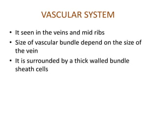 VASCULAR SYSTEM
• It seen in the veins and mid ribs
• Size of vascular bundle depend on the size of
the vein
• It is surrounded by a thick walled bundle
sheath cells
 