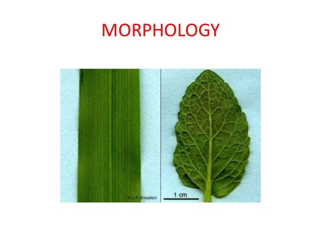 Dicot and monocot leaf anatomy