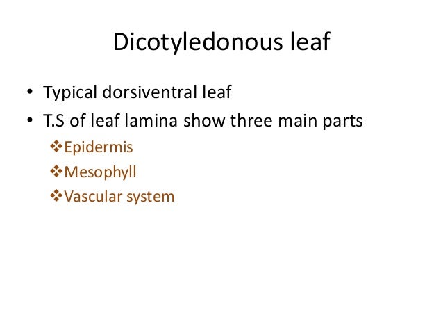 Dicot and monocot leaf anatomy