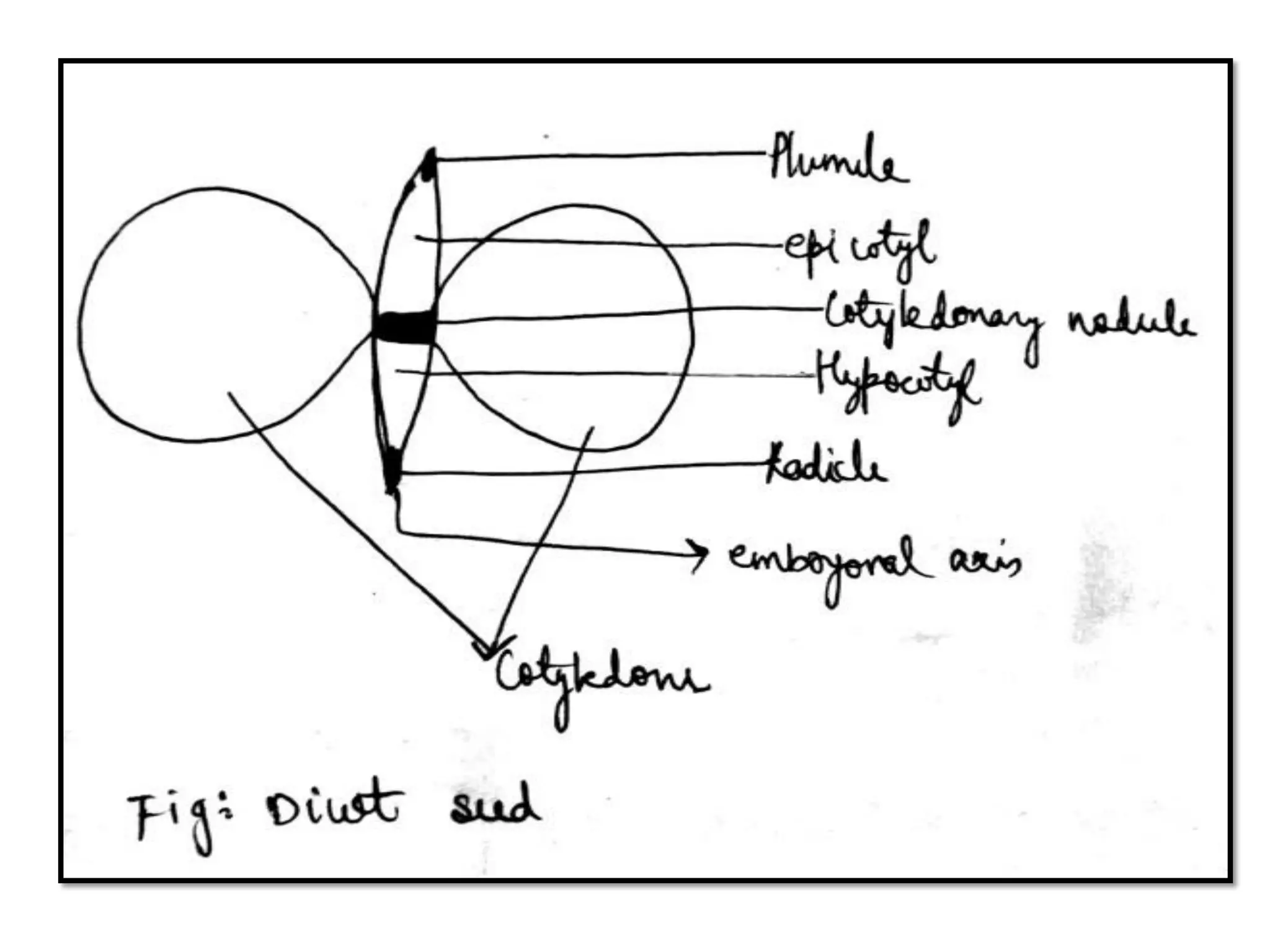 Dicot embryo ..crucifer type