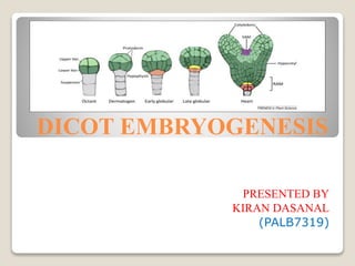 DICOT EMBRYOGENESIS
PRESENTED BY
KIRAN DASANAL
(PALB7319)
 