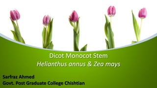 Dicot Monocot Stem
Helianthus annus & Zea mays
Sarfraz Ahmed
Govt. Post Graduate College Chishtian
 