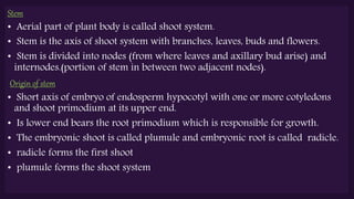Stem
• Aerial part of plant body is called shoot system.
• Stem is the axis of shoot system with branches, leaves, buds and flowers.
• Stem is divided into nodes (from where leaves and axillary bud arise) and
internodes.(portion of stem in between two adjacent nodes).
Origin of stem
• Short axis of embryo of endosperm hypocotyl with one or more cotyledons
and shoot primodium at its upper end.
• Is lower end bears the root primodium which is responsible for growth.
• The embryonic shoot is called plumule and embryonic root is called radicle.
• radicle forms the first shoot
• plumule forms the shoot system
 