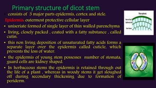 Primary structure of dicot stem
• consists of 3 major parts epidermis, cortex and stele.
Epidermis: outermost protective cellular layer
• uniseriate formed of single layer of thin walled parenchyma
• living, closely packed , coated with a fatty substance , called
cutin.
• this non living deposition of unsaturated fatty acids forms a
separate layer over the epidermis called cuticle, which
prevents the loss of water.
• the epidermis of young stem possesses number of stomata,
guard cells are kidney shaped.
• In herbaceous stems the epidermis is retained through out
the life of a plant , whereas in woody stems it get sloughed
off during secondary thickening due to formation of
periderm.
 