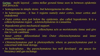 Cortex- multi layered , extra stellar ground tissue seen in between epidermis
and pericycle.
• homogenous in simple stems , but heterogeneous in others.
• In hetrerogenous , it has 3 regions namely outer cortex, inner cortex and
endodermis
• Outer cortex seen just below the epidermis, also called hypodermis. It is a
collenchymatous region , sclerenchymatous in Casuarina.
• Hypodermis gives mechanical support.
• During secondary growth , collenchyma acts as meristematic tissue and give
rise to cork cambium.
• Inner cortex differentiated into Outer chlorenchymatous and inner
parenchymatous.
• Chlorenchymatous part is photosynthetic where as parenchymatous part is
concerned with food storage.
• In hydrophytes , the parenchymatous has well developed air spaces for
buoyancy and gas exchange.
 