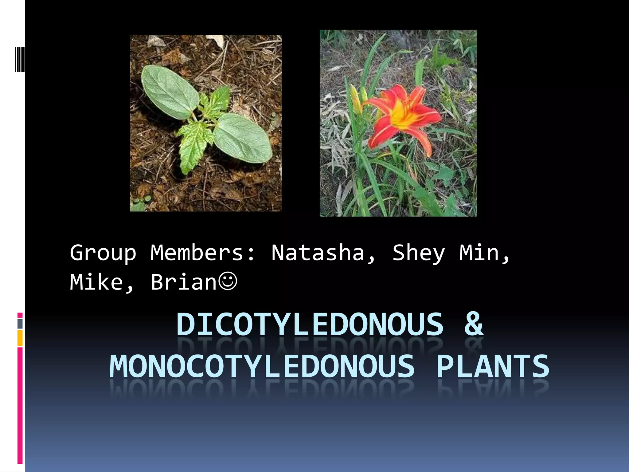 Group Members: Natasha, Shey Min,
Mike, Brian
DICOTYLEDONOUS &
MONOCOTYLEDONOUS PLANTS