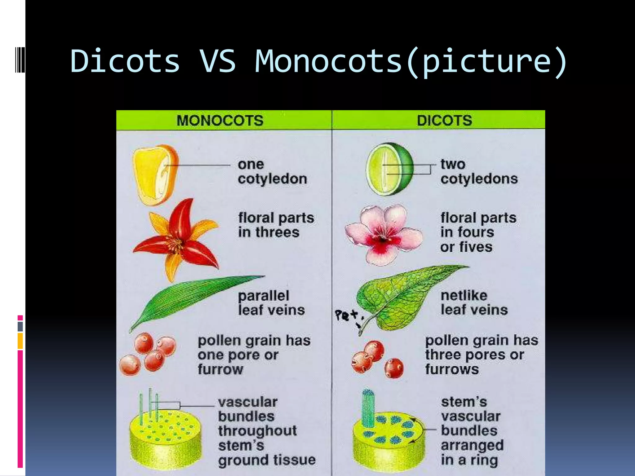 Dicots VS Monocots(picture)