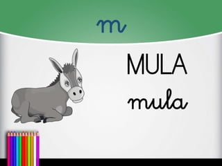 m
MULA
mula