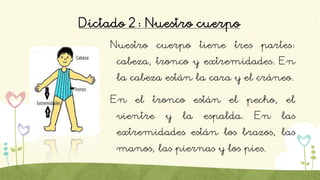 Dictado 2: Nuestro cuerpo
Nuestro cuerpo tiene tres partes:
cabeza, tronco y extremidades. En
la cabeza están la cara y el cráneo.
En el tronco están el pecho, el
vientre y la espalda. En las
extremidades están los brazos, las
manos, las piernas y los pies.
 