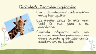 Dictado 6: Grandes vigilantes
Los animales de la selva están
muy tranquilos.
Las jirafas desde lo alto ven
todo lo que pasa a su
alrededor.
Cuando alguien está en
apuros, son las primeras en
darse cuenta y rápidamente
acuden en su ayuda.
 