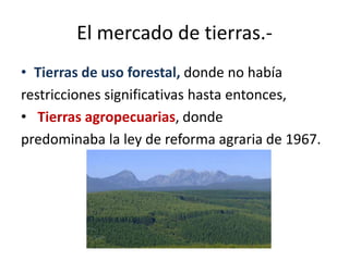 El mercado de tierras.-
• Tierras de uso forestal, donde no había
restricciones significativas hasta entonces,
• Tierras agropecuarias, donde
predominaba la ley de reforma agraria de 1967.
 