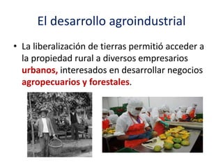 El desarrollo agroindustrial
• La liberalización de tierras permitió acceder a
la propiedad rural a diversos empresarios
urbanos, interesados en desarrollar negocios
agropecuarios y forestales.
 