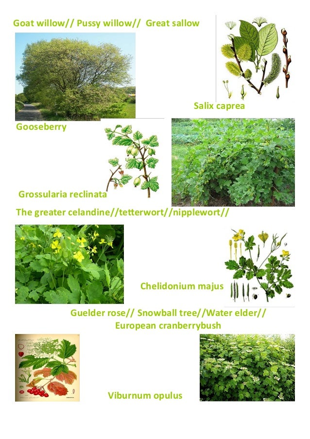 Dictionary of the herbs
