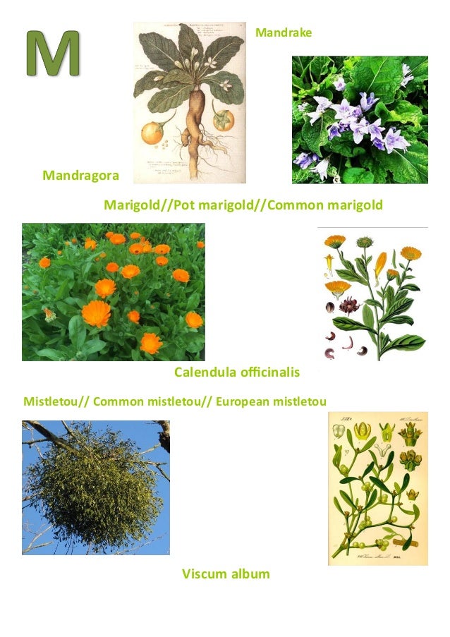 Dictionary of the herbs