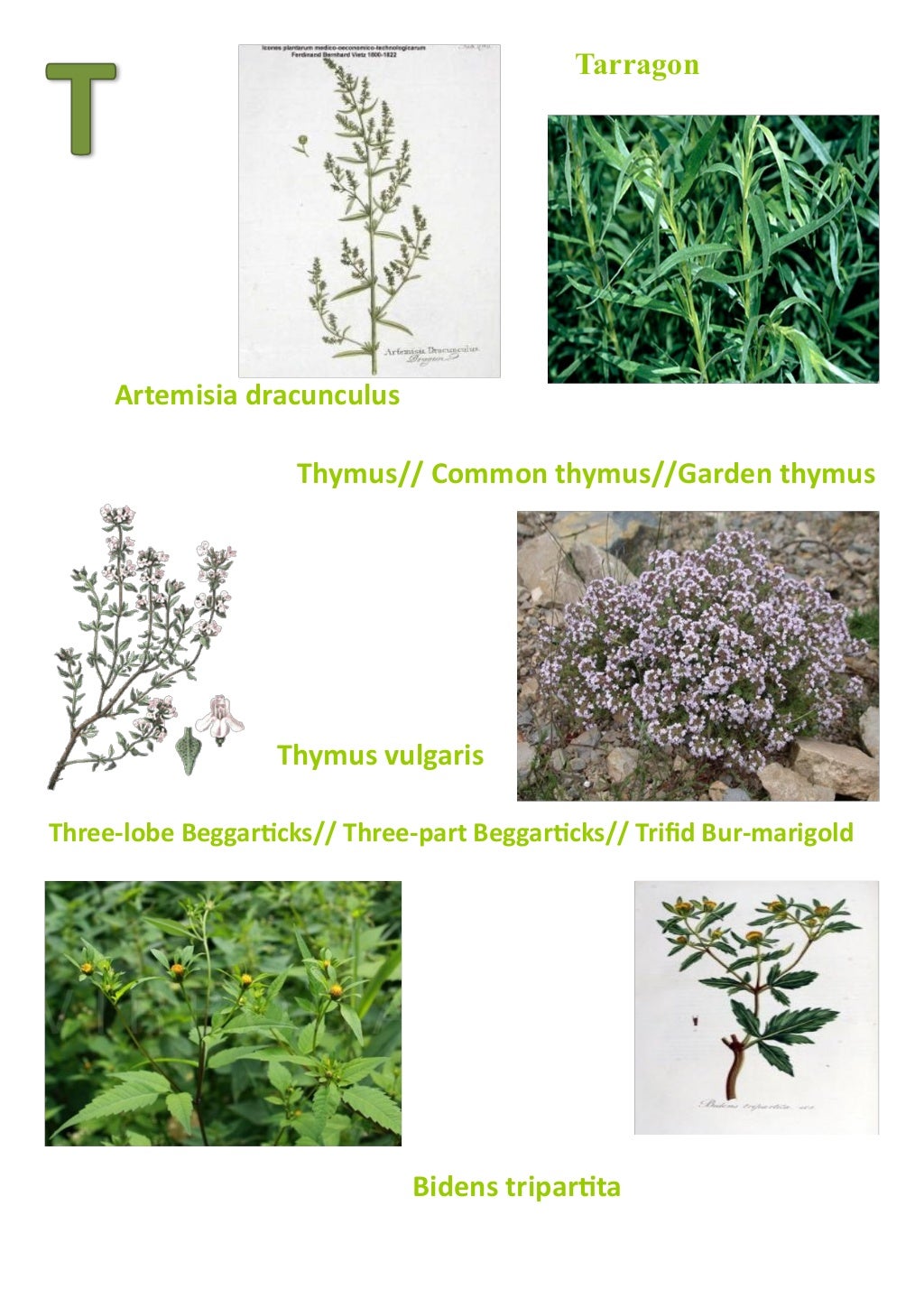 Dictionary of the herbs