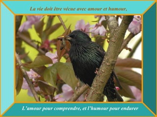 La vie doit être vécue avec amour et humour,
L’amour pour comprendre, et l’humour pour endurer
 
