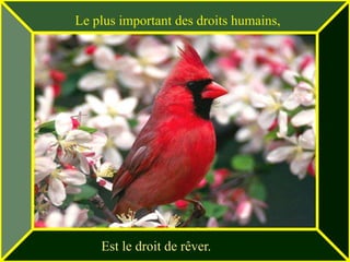 Le plus important des droits humains,




    Est le droit de rêver.
 