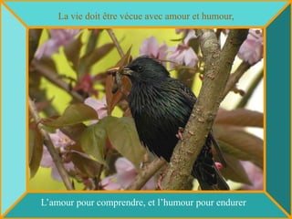 La vie doit être vécue avec amour et humour,




L’amour pour comprendre, et l’humour pour endurer
 