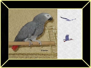 Dictons des oiseaux