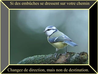 Si des embûches se dressent sur votre chemin




Changez de direction, mais non de destination.
 