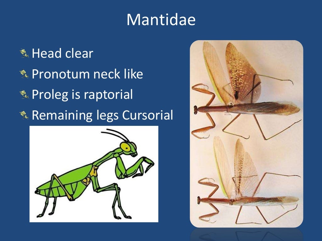 Dictyoptera and isoptera