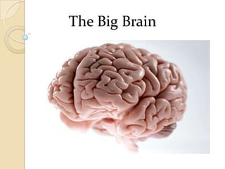 The Big Brain

 