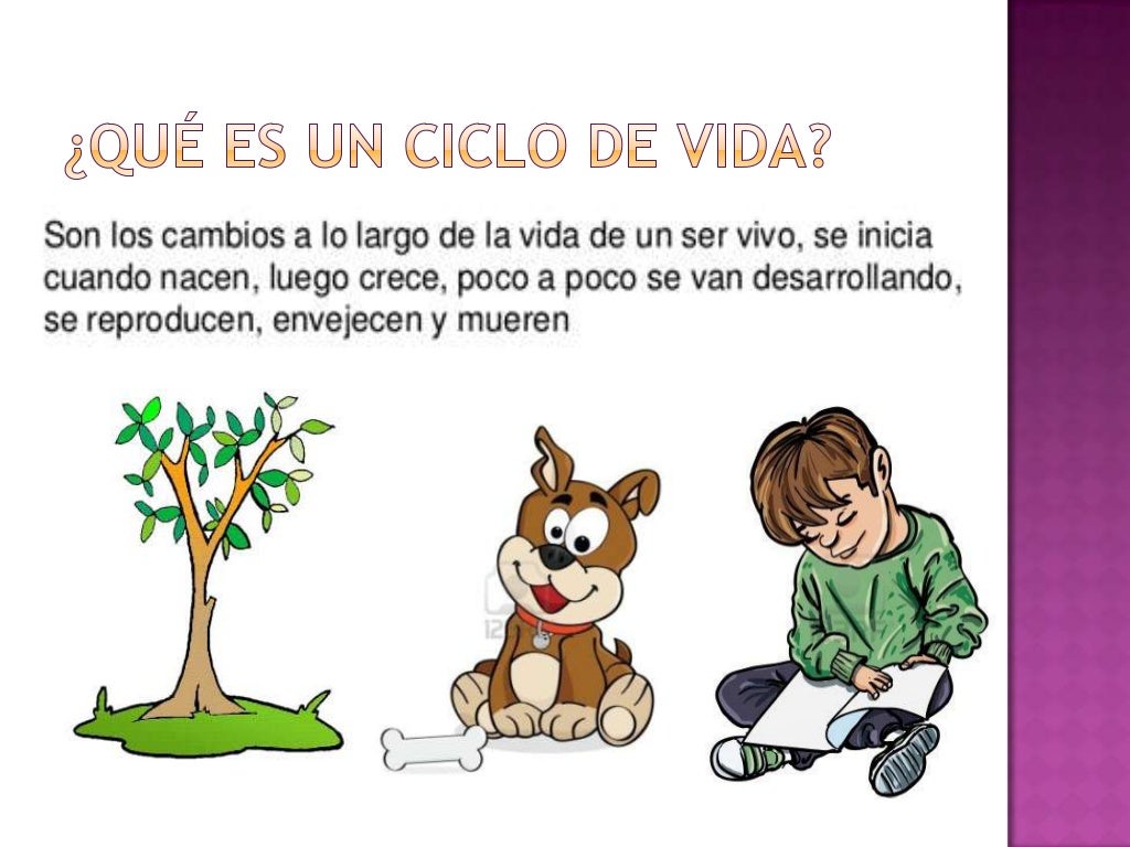 Didactica los ciclos de vida por Maritcita Abad