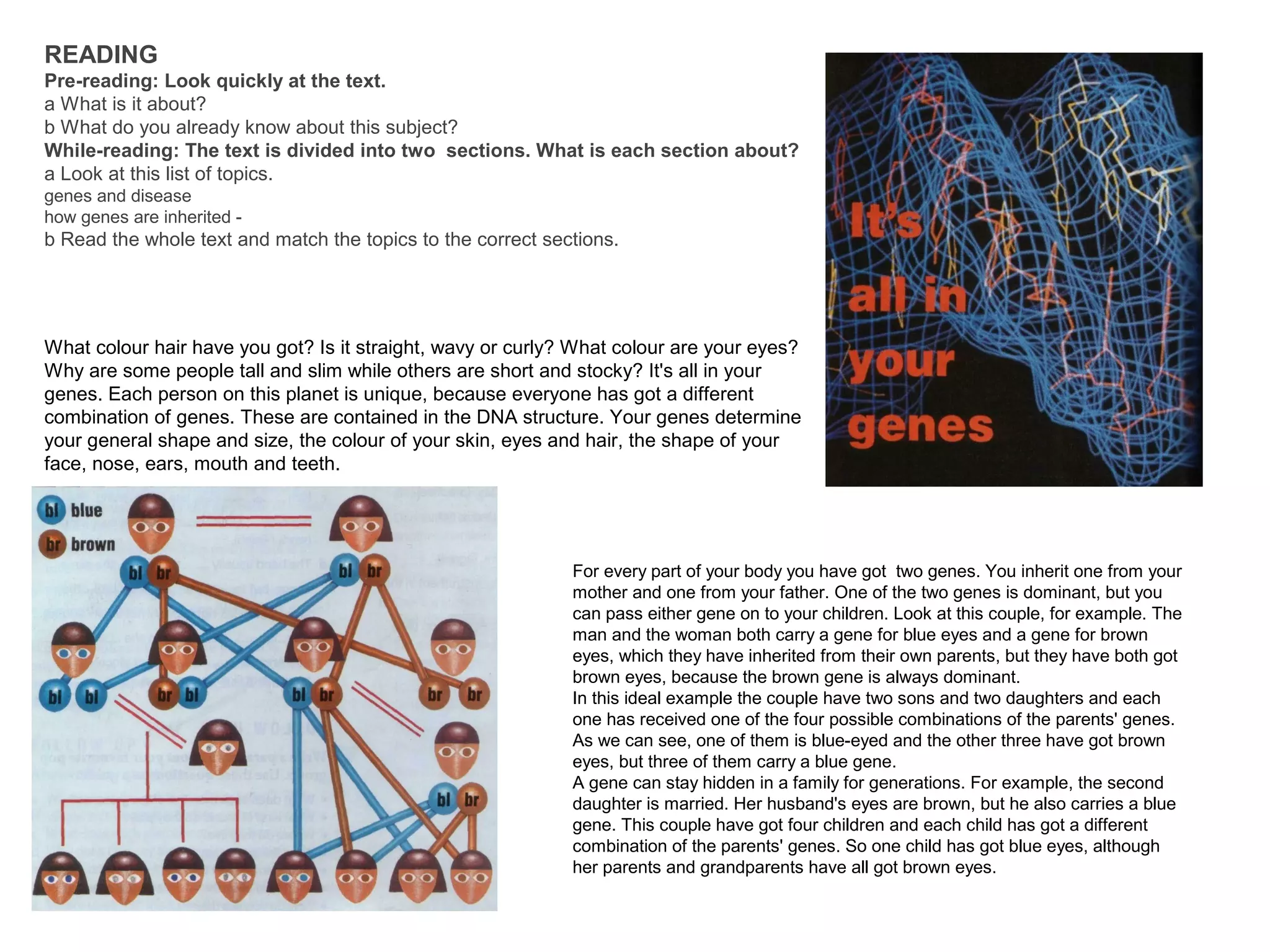 READING
Pre-reading: Look quickly at the text.
a What is it about?
b What do you already know about this subject?
While-reading: The text is divided into two sections. What is each section about?
a Look at this list of topics.
genes and disease
how genes are inherited -
b Read the whole text and match the topics to the correct sections.
What colour hair have you got? Is it straight, wavy or curly? What colour are your eyes?
Why are some people tall and slim while others are short and stocky? It's all in your
genes. Each person on this planet is unique, because everyone has got a different
combination of genes. These are contained in the DNA structure. Your genes determine
your general shape and size, the colour of your skin, eyes and hair, the shape of your
face, nose, ears, mouth and teeth.
For every part of your body you have got two genes. You inherit one from your
mother and one from your father. One of the two genes is dominant, but you
can pass either gene on to your children. Look at this couple, for example. The
man and the woman both carry a gene for blue eyes and a gene for brown
eyes, which they have inherited from their own parents, but they have both got
brown eyes, because the brown gene is always dominant.
In this ideal example the couple have two sons and two daughters and each
one has received one of the four possible combinations of the parents' genes.
As we can see, one of them is blue-eyed and the other three have got brown
eyes, but three of them carry a blue gene.
A gene can stay hidden in a family for generations. For example, the second
daughter is married. Her husband's eyes are brown, but he also carries a blue
gene. This couple have got four children and each child has got a different
combination of the parents' genes. So one child has got blue eyes, although
her parents and grandparents have all got brown eyes.
 