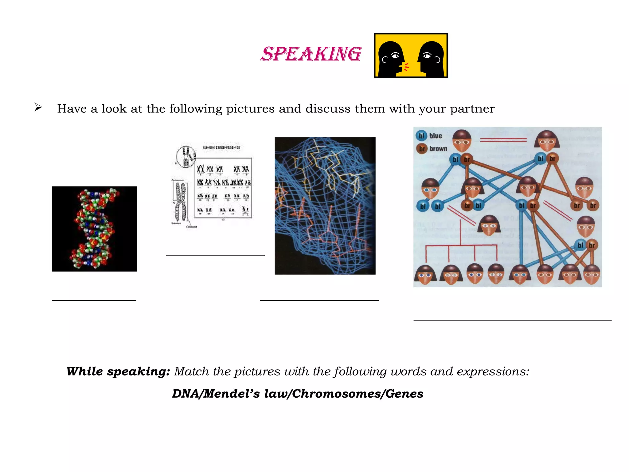 speAking
 Have a look at the following pictures and discuss them with your partner
While speaking: Match the pictures with the following words and expressions:
DNA/Mendel’s law/Chromosomes/Genes
 