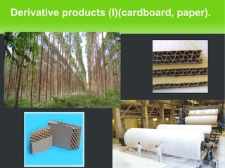    
Derivative products (I)(cardboard, paper).
 