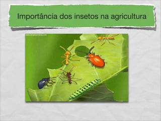 Importância dos insetos na agricultura

  www.sergiocarreiras.com
 