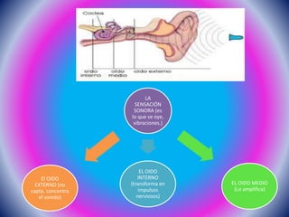 LA
SENSACIÓN
SONORA (es
lo que se oye,
vibraciones.)
EL OIDO
INTERNO
(transforma en
impulsos
nerviosos)
EL OIDO MEDIO
(Lo amplifica)
El OIDO
EXTERNO (no
capta, concentra
el sonido)
 