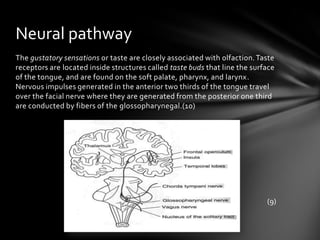 Neural pathway
The gustatory sensations or taste are closely associated with olfaction. Taste
receptors are located inside structures called taste buds that line the surface
of the tongue, and are found on the soft palate, pharynx, and larynx.
Nervous impulses generated in the anterior two thirds of the tongue travel
over the facial nerve where they are generated from the posterior one third
are conducted by fibers of the glossopharynegal.(10)




                                                                            (9)
 