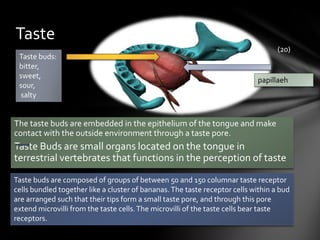 Taste
                                                                                   (20)
 Taste buds:
 bitter,
 sweet,
                                                                            papillaeh
 sour,
 salty


The taste buds are embedded in the epithelium of the tongue and make
contact with the outside environment through a taste pore.
Taste Buds are small organs located on the tongue in
terrestrial vertebrates that functions in the perception of taste

Taste buds are composed of groups of between 50 and 150 columnar taste receptor
cells bundled together like a cluster of bananas. The taste receptor cells within a bud
are arranged such that their tips form a small taste pore, and through this pore
extend microvilli from the taste cells. The microvilli of the taste cells bear taste
receptors.
 