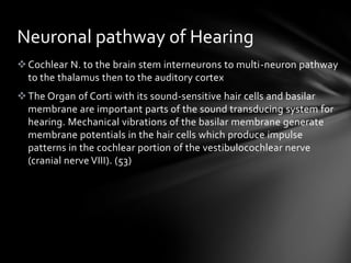 Neuronal pathway of Hearing
 Cochlear N. to the brain stem interneurons to multi-neuron pathway
  to the thalamus then to the auditory cortex
 The Organ of Corti with its sound-sensitive hair cells and basilar
  membrane are important parts of the sound transducing system for
  hearing. Mechanical vibrations of the basilar membrane generate
  membrane potentials in the hair cells which produce impulse
  patterns in the cochlear portion of the vestibulocochlear nerve
  (cranial nerve VIII). (53)
 