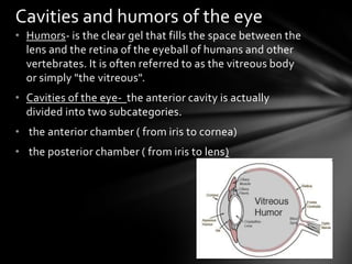 Cavities and humors of the eye
• Humors- is the clear gel that fills the space between the
  lens and the retina of the eyeball of humans and other
  vertebrates. It is often referred to as the vitreous body
  or simply "the vitreous".
• Cavities of the eye- the anterior cavity is actually
  divided into two subcategories.
• the anterior chamber ( from iris to cornea)
• the posterior chamber ( from iris to lens)
 