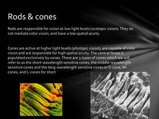 Rods & cones
Rods are responsible for vision at low light levels (scotopic vision). They do
not mediate color vision, and have a low spatial acuity.


Cones are active at higher light levels (photopic vision), are capable of color
vision and are responsible for high spatial acuity. The central fovea is
populated exclusively by cones. There are 3 types of cones which we will
refer to as the short-wavelength sensitive cones, the middle-wavelength
sensitive cones and the long-wavelength sensitive cones or S-cone, M-
cones, and L-cones for short
 