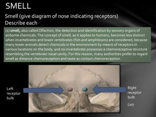 SMELL
Smell (give diagram of nose indicating receptors)
Describe each
(1) smell, also called Olfaction, the detection and identification by sensory organs of
airborne chemicals. The concept of smell, as it applies to humans, becomes less distinct
when invertebrates and lower vertebrates (fish and amphibians) are considered, because
many lower animals detect chemicals in the environment by means of receptors in
various locations on the body, and no invertebrate possesses a chemoreceptive structure
resembling the vertebrate nasal cavity. For this reason, many authorities prefer to regard
smell as distance chemoreception and taste as contact chemoreception.




Left                                                                         Right
receptor                                                                     receptor
bulb                                                                         bulb
                                                                             (20)
 