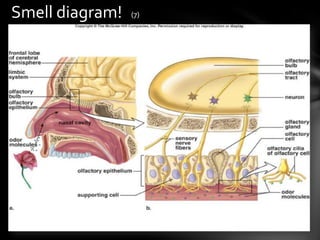 Smell diagram!   (7)
 