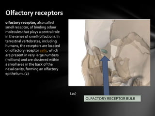 Olfactory receptors
olfactory receptor, also called
smell receptor, of binding odour
molecules that plays a central role
in the sense of smell (olfaction). In
terrestrial vertebrates, including
humans, the receptors are located
on olfactory receptor cells, which
are present in very large numbers
(millions) and are clustered within
a small area in the back of the
nasal cavity, forming an olfactory
epithelium. (2)




                                        (20)
                                               OLFACTORY RECEPTOR BULB
 