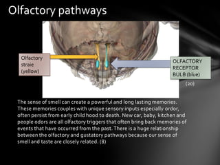 Olfactory pathways


  Olfactory
                                                                    OLFACTORY
  straie
                                                                    RECEPTOR
  (yellow)
                                                                    BULB (blue)
                                                                         (20)


 The sense of smell can create a powerful and long lasting memories.
 These memories couples with unique sensory inputs especially ordor,
 often persist from early child hood to death. New car, baby, kitchen and
 people odors are all olfactory triggers that often bring back memories of
 events that have occurred from the past. There is a huge relationship
 between the olfactory and gustatory pathways because our sense of
 smell and taste are closely related. (8)
 