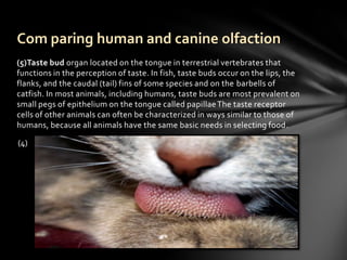Com paring human and canine olfaction
(5)Taste bud organ located on the tongue in terrestrial vertebrates that
functions in the perception of taste. In fish, taste buds occur on the lips, the
flanks, and the caudal (tail) fins of some species and on the barbells of
catfish. In most animals, including humans, taste buds are most prevalent on
small pegs of epithelium on the tongue called papillae The taste receptor
cells of other animals can often be characterized in ways similar to those of
humans, because all animals have the same basic needs in selecting food.

(4)
 