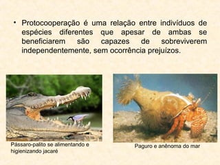 • Protocooperação é uma relação entre indivíduos de
espécies diferentes que apesar de ambas se
beneficiarem são capazes de sobreviverem
independentemente, sem ocorrência prejuízos.
Pássaro-palito se alimentando e
higienizando jacaré
Paguro e anênoma do mar
 