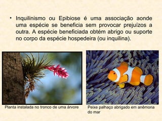 • Inquilinismo ou Epibiose é uma associação aonde
uma espécie se beneficia sem provocar prejuízos a
outra. A espécie beneficiada obtém abrigo ou suporte
no corpo da espécie hospedeira (ou inquilina).
Planta instalada no tronco de uma árvore Peixe palhaço abrigado em anêmona
do mar
 