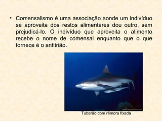 • Comensalismo é uma associação aonde um indivíduo
se aproveita dos restos alimentares dou outro, sem
prejudicá-lo. O indivíduo que aproveita o alimento
recebe o nome de comensal enquanto que o que
fornece é o anfitrião.
Tubarão com rêmora fixada
 