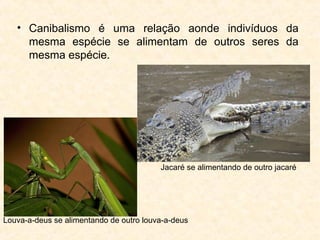 • Canibalismo é uma relação aonde indivíduos da
mesma espécie se alimentam de outros seres da
mesma espécie.
Louva-a-deus se alimentando de outro louva-a-deus
Jacaré se alimentando de outro jacaré
 