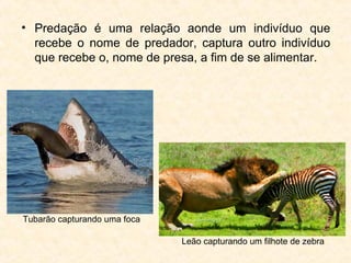 • Predação é uma relação aonde um indivíduo que
recebe o nome de predador, captura outro indivíduo
que recebe o, nome de presa, a fim de se alimentar.
Tubarão capturando uma foca
Leão capturando um filhote de zebra
 